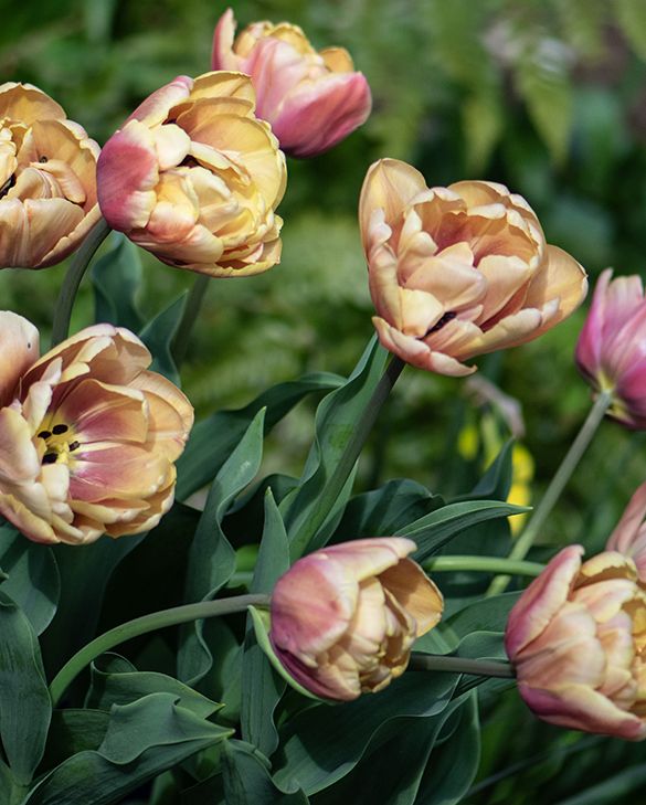 Tulpe – La Belle Époque