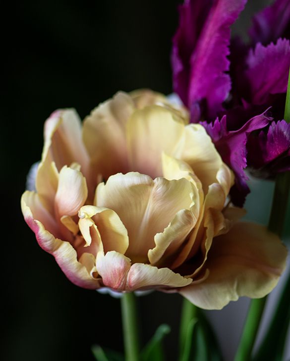 Tulpe – La Belle Époque