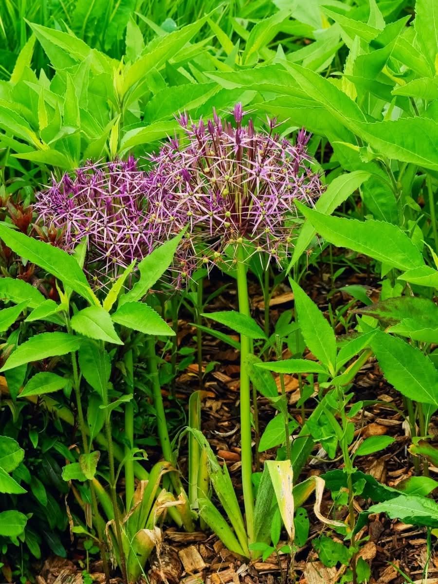 Allium christophii – Der „Star of Persia“