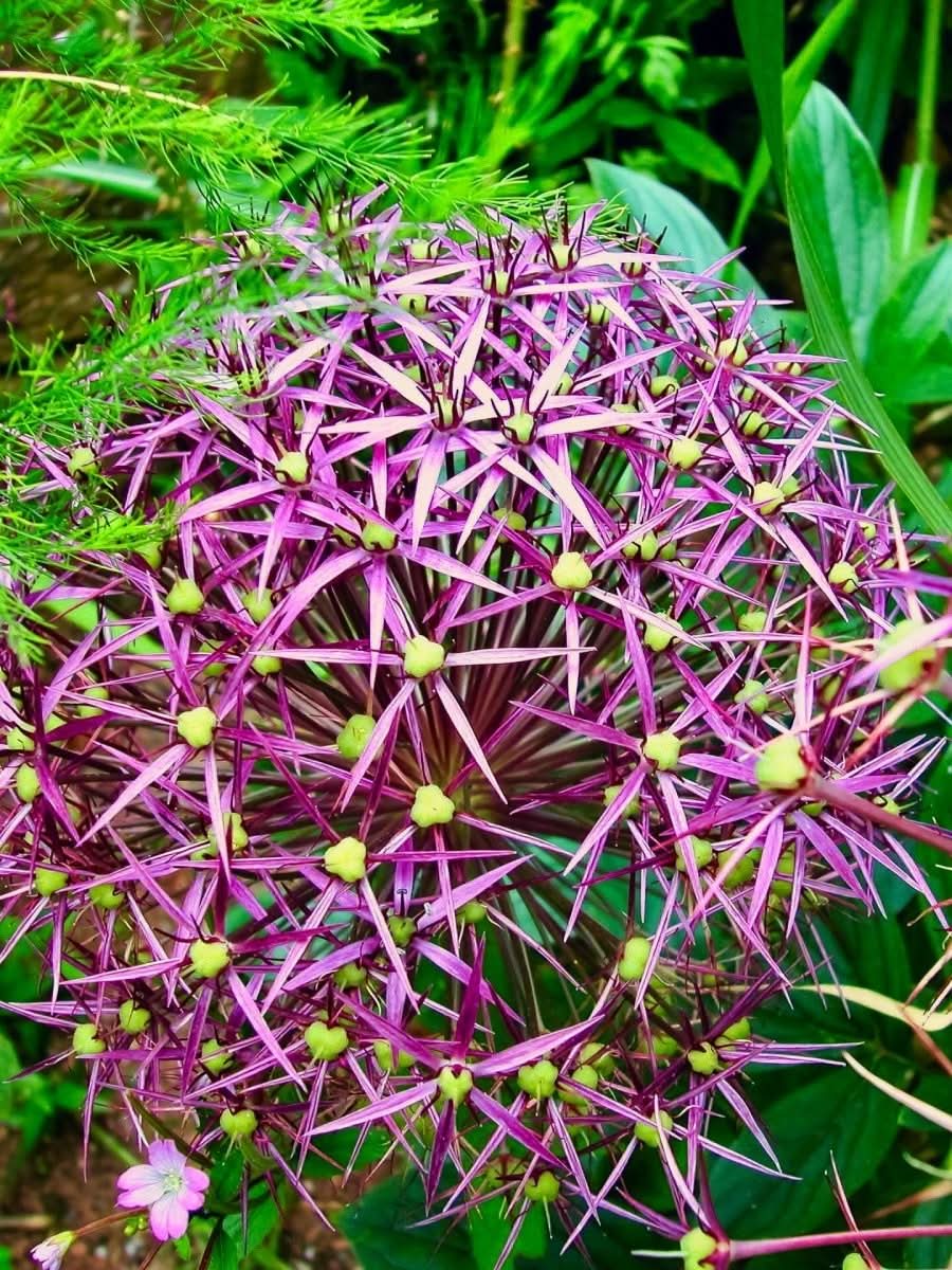 Allium christophii – Der „Star of Persia“