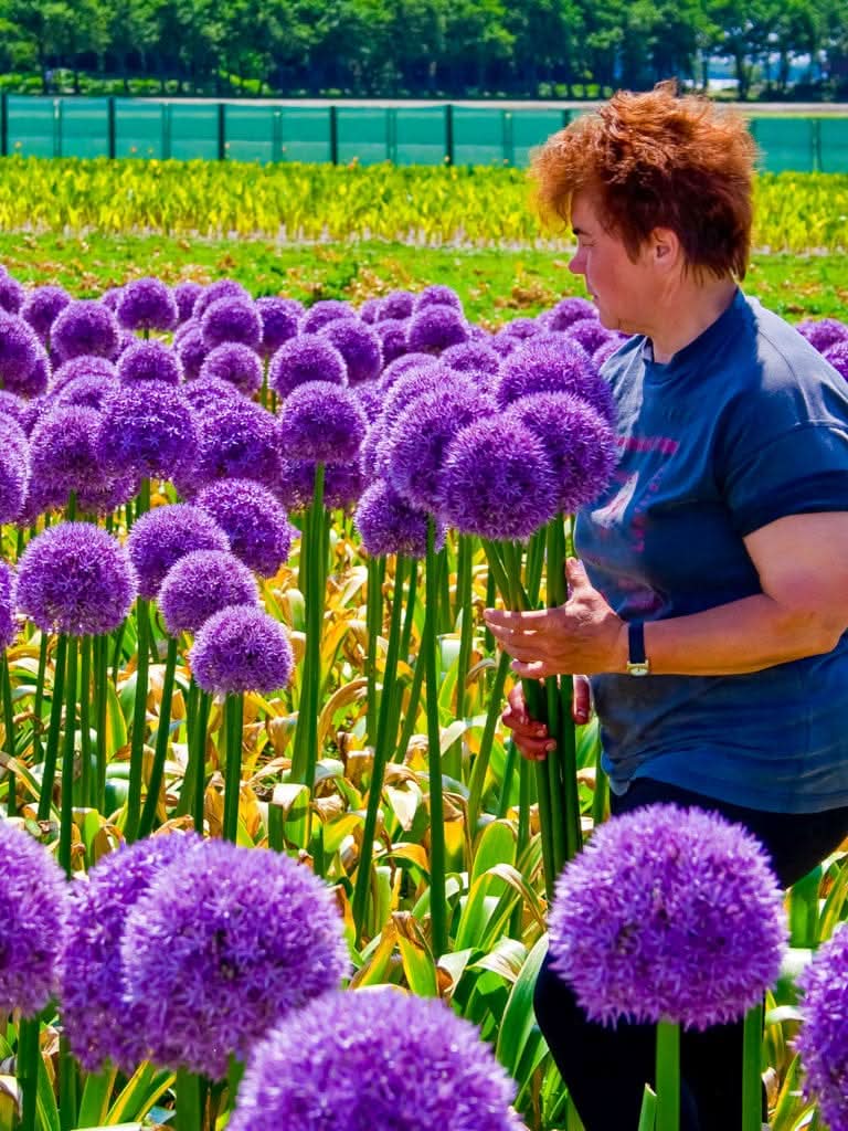 Allium giganteum – Riesen-Lauch