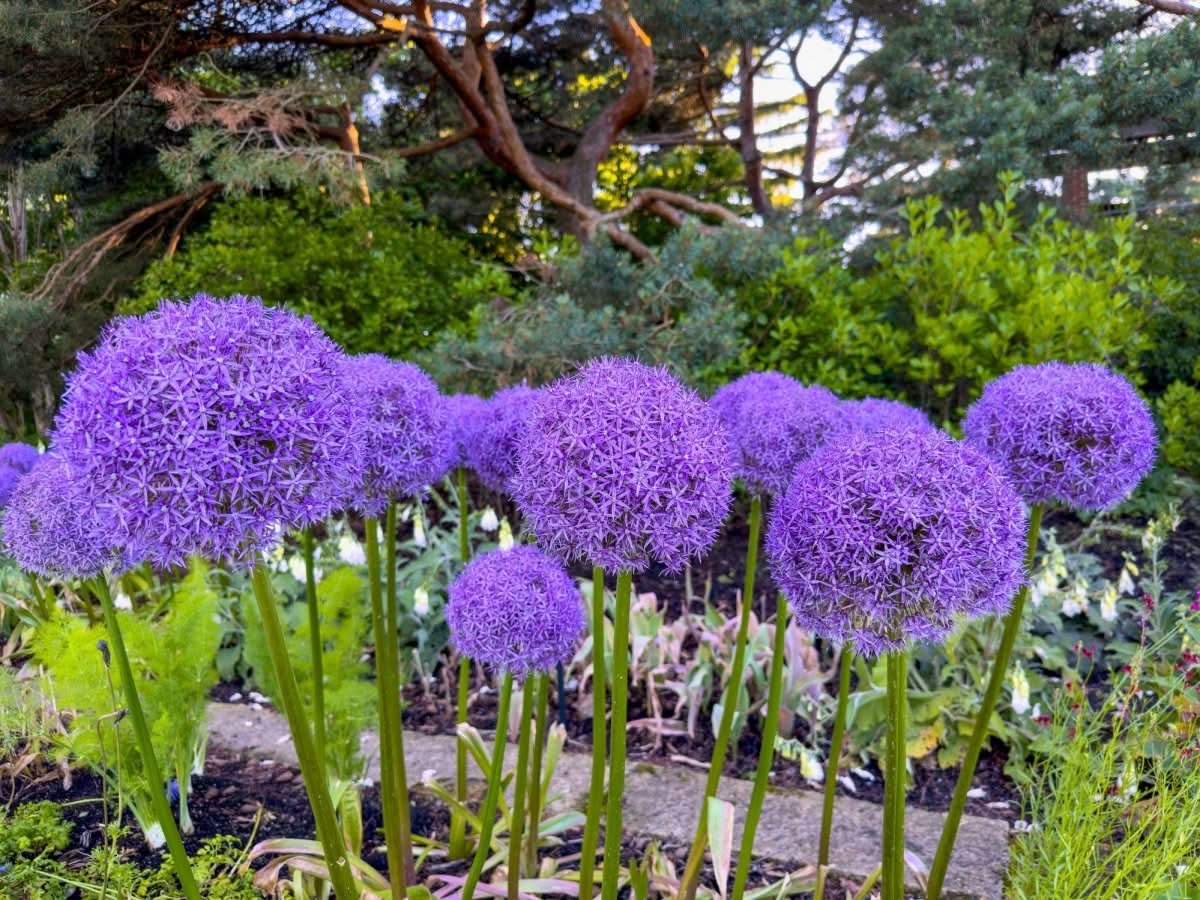 Allium giganteum – Riesen-Lauch