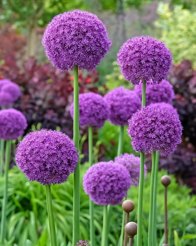 Allium giganteum – Riesen-Lauch