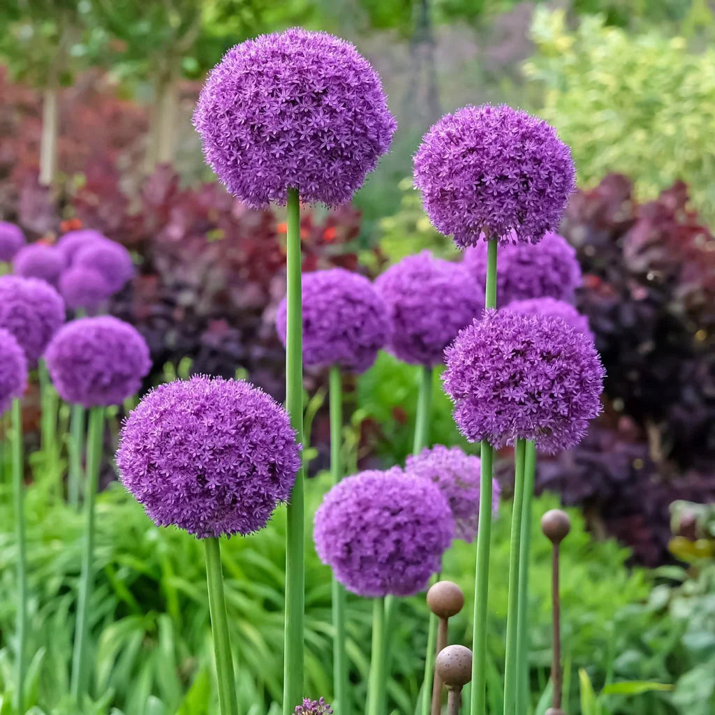 Allium giganteum – Riesen-Lauch