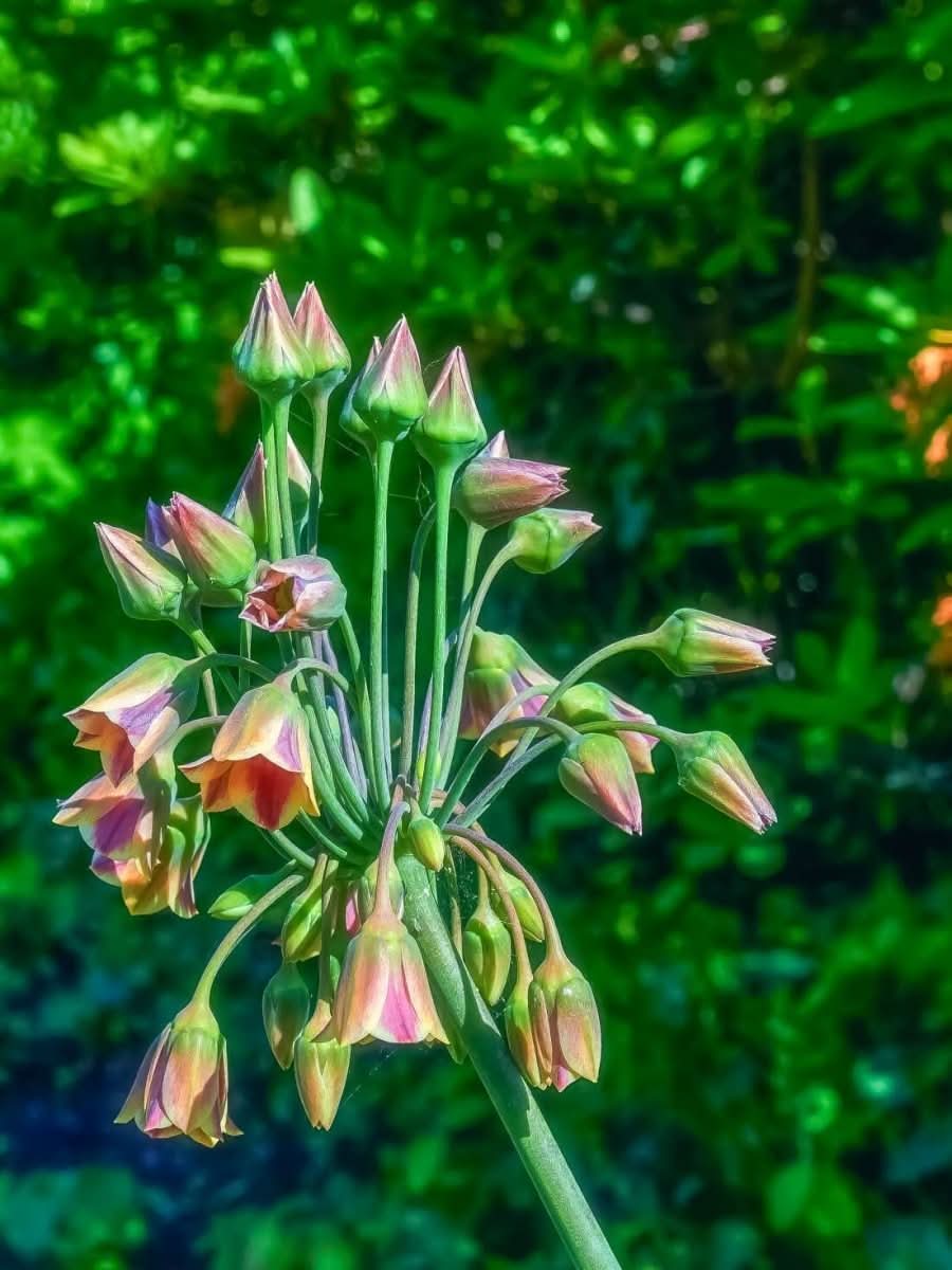 Allium Nectaroscordum Siculum – Sizilianischer Honigknoblauch