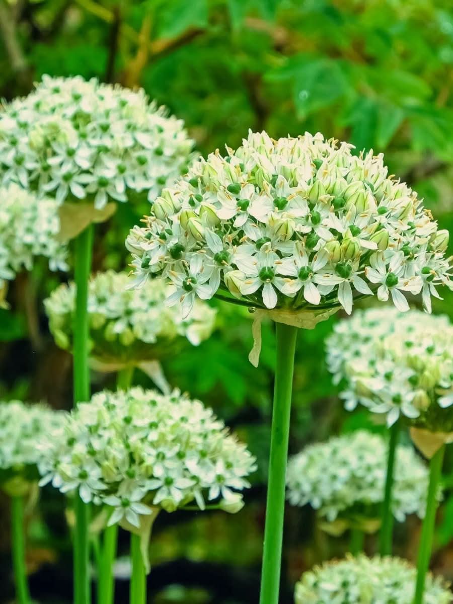 Allium nigrum – Der elegante Schwarze Lauch