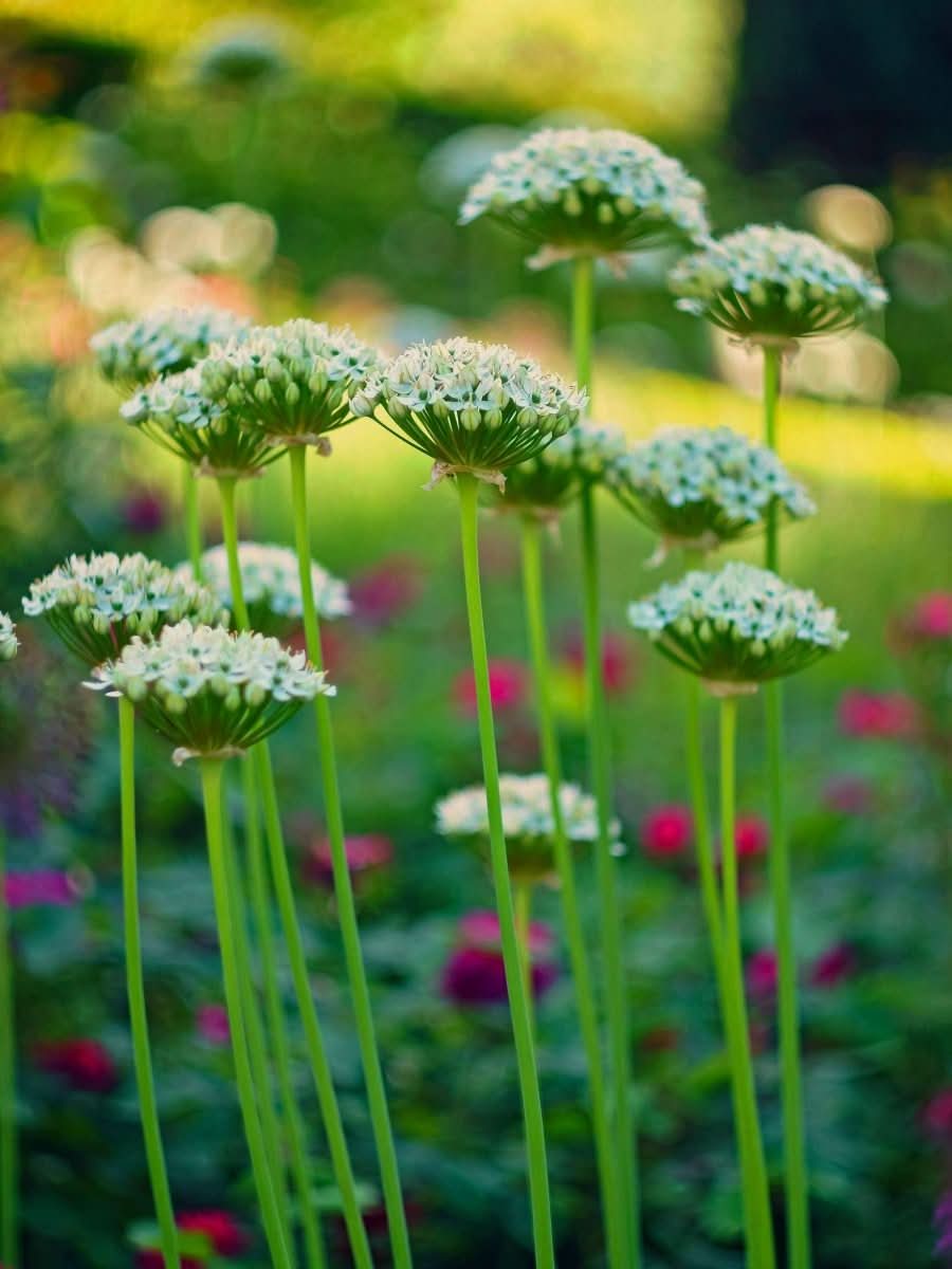 Allium nigrum – Der elegante Schwarze Lauch