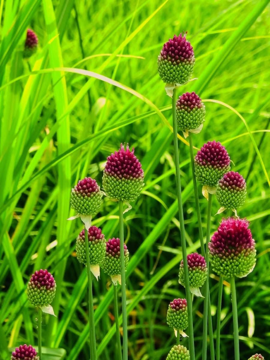 Allium sphaerocephalon – Trommelstock-Lauch