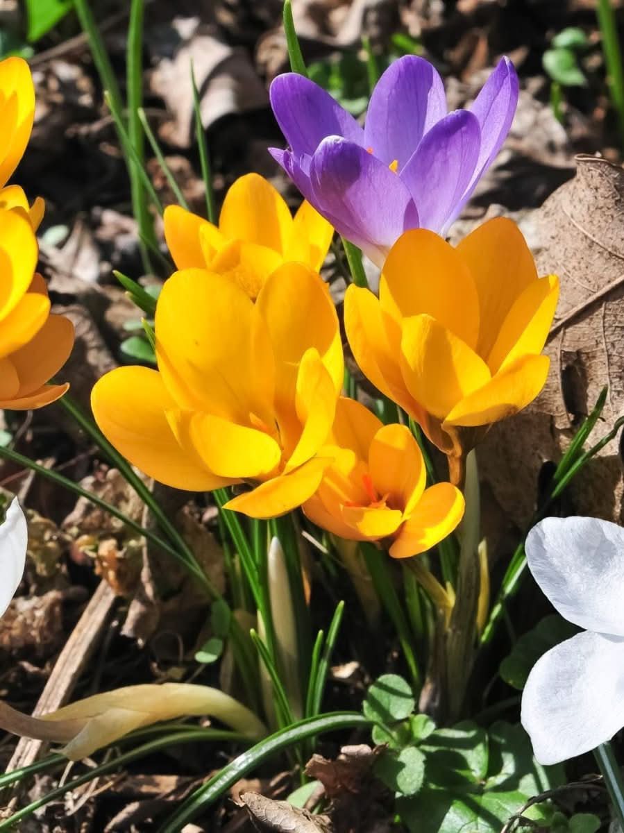 Crocus 'Mixed Colours' – Ein farbenfroher Frühlingszauber