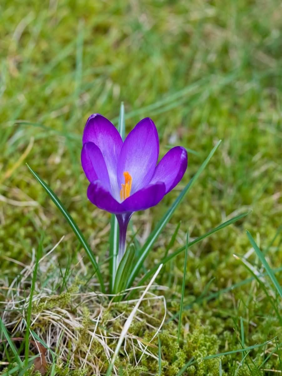 Crocus 'Ruby Giant' – Frühlingsfreude in Rubinviolett
