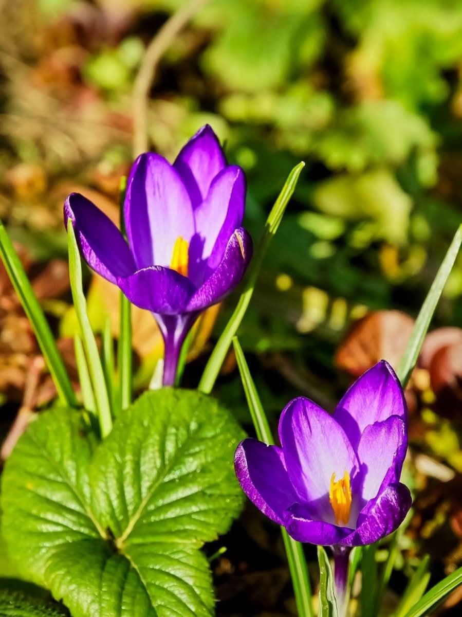 Crocus 'Ruby Giant' – Frühlingsfreude in Rubinviolett