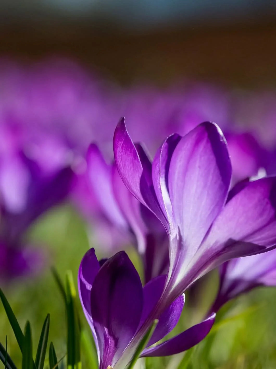 Crocus 'Ruby Giant' – Frühlingsfreude in Rubinviolett