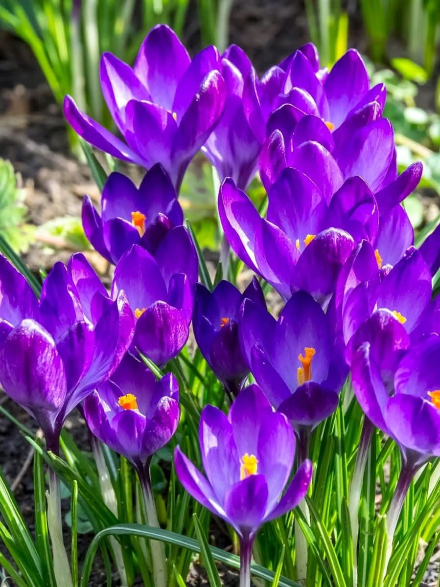 Crocus 'Ruby Giant' – Frühlingsfreude in Rubinviolett