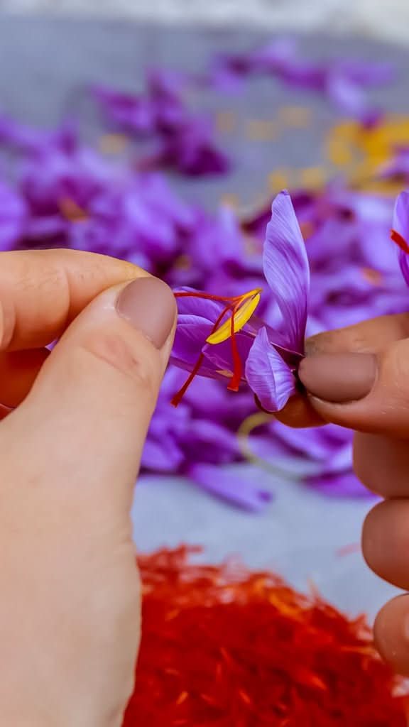 Crocus sativus – Safran-Krokus