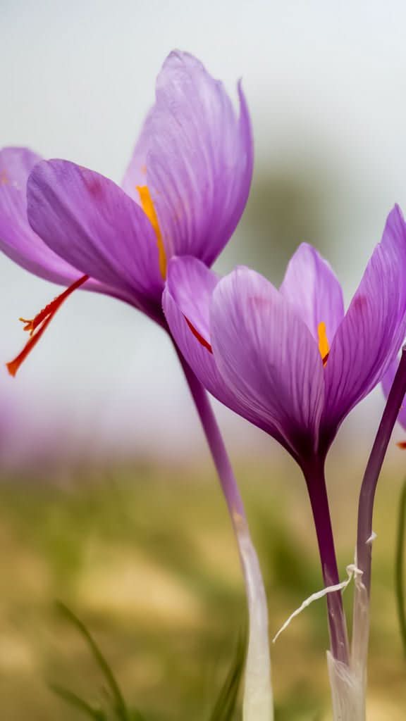 Crocus sativus – Safran-Krokus