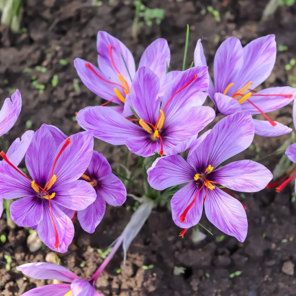 Crocus sativus – Safran-Krokus