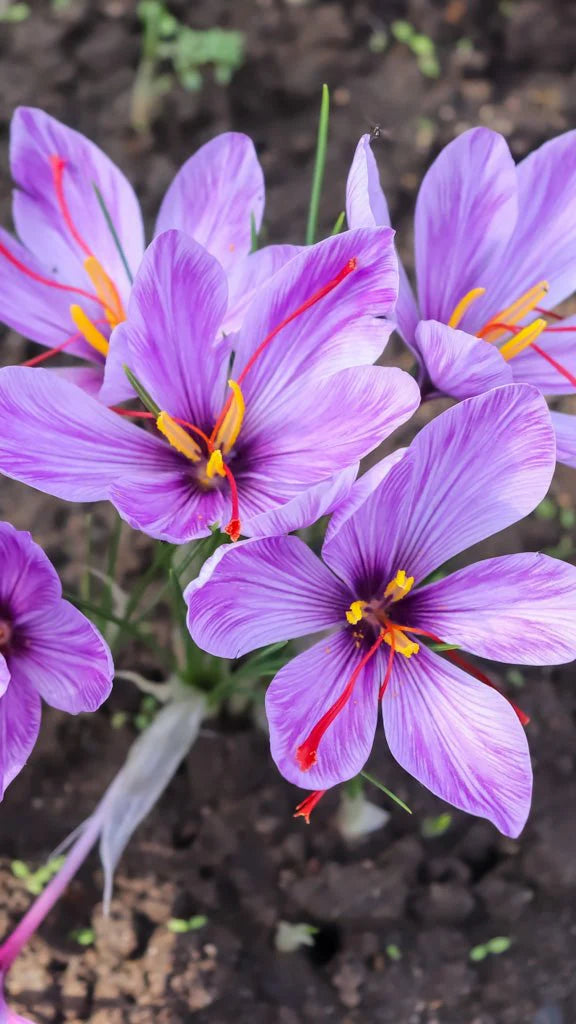 Crocus sativus – Safran-Krokus