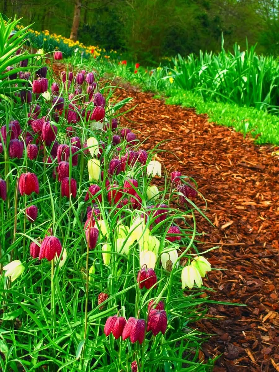 Fritillaria meleagris Mix – Die Schachbrettblume