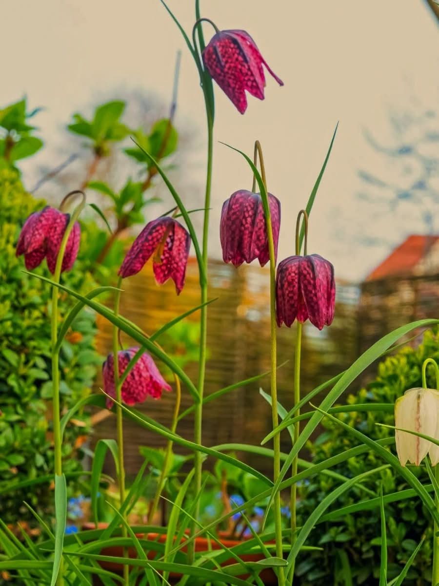 Fritillaria meleagris Mix – Die Schachbrettblume