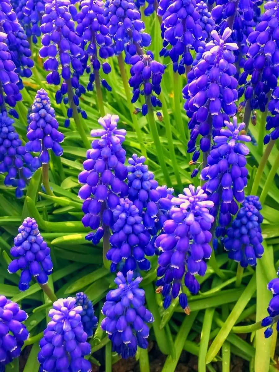 Muscari 'Night Eyes' – Der geheimnisvolle Blaue Hyazinthe