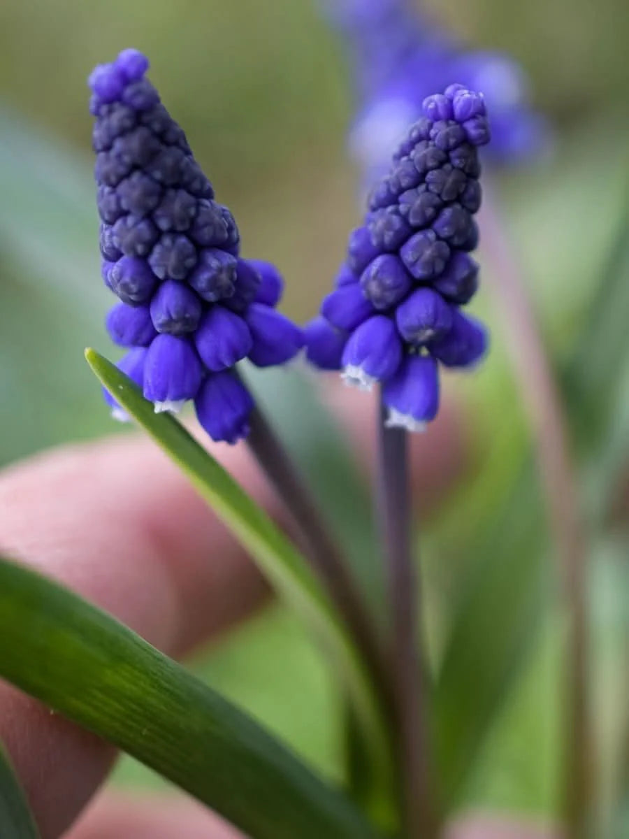 Muscari 'Night Eyes' – Der geheimnisvolle Blaue Hyazinthe