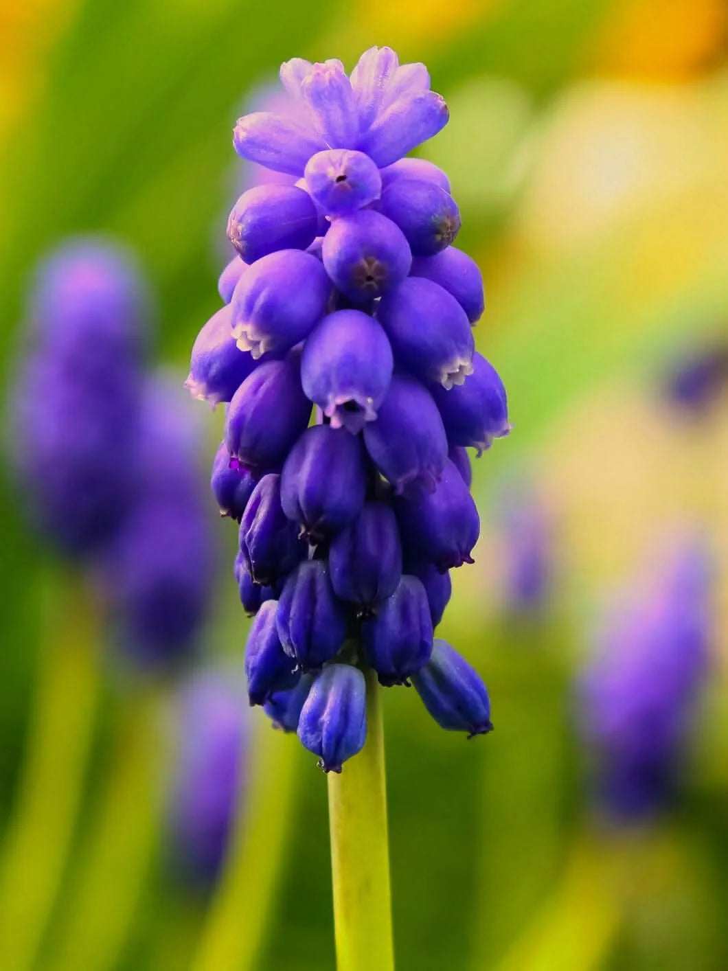Muscari 'Night Eyes' – Der geheimnisvolle Blaue Hyazinthe