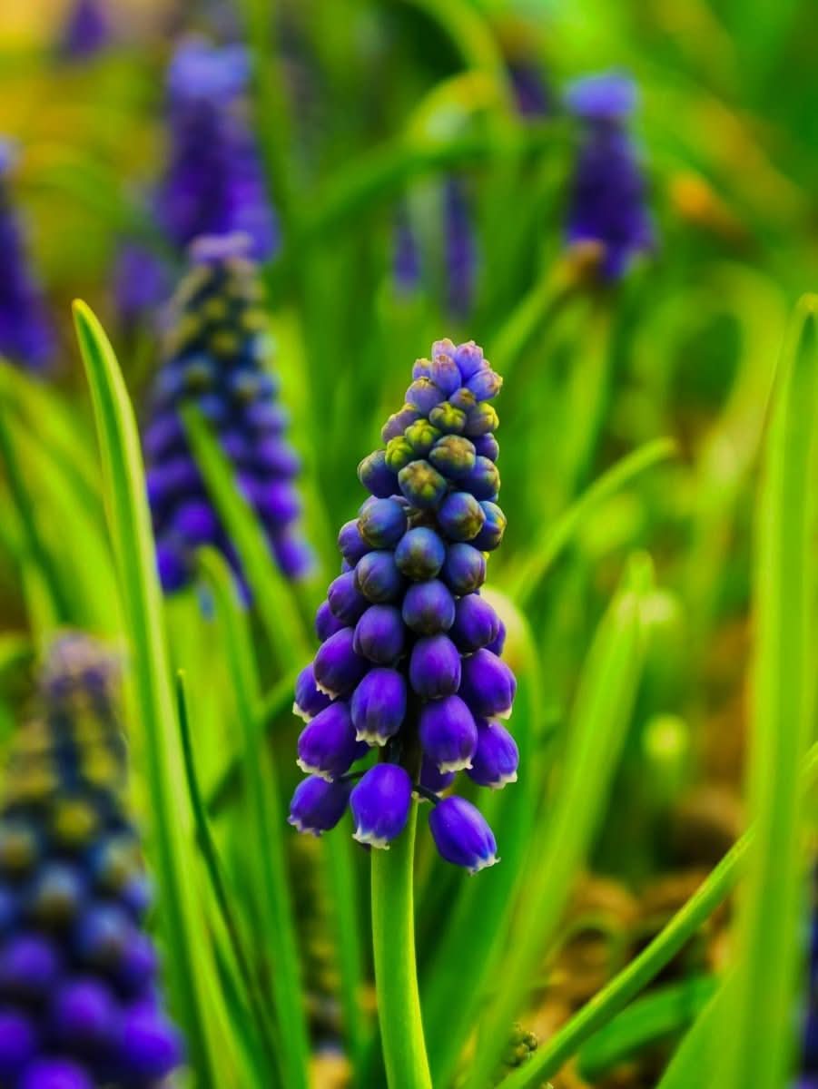 Muscari 'Night Eyes' – Der geheimnisvolle Blaue Hyazinthe