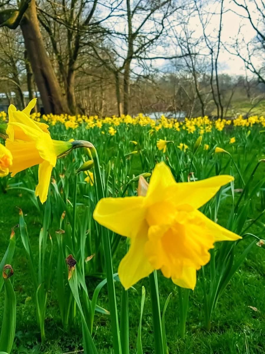 Narcissus 'Dutch Master' – Der Klassiker unter den Narzisse
