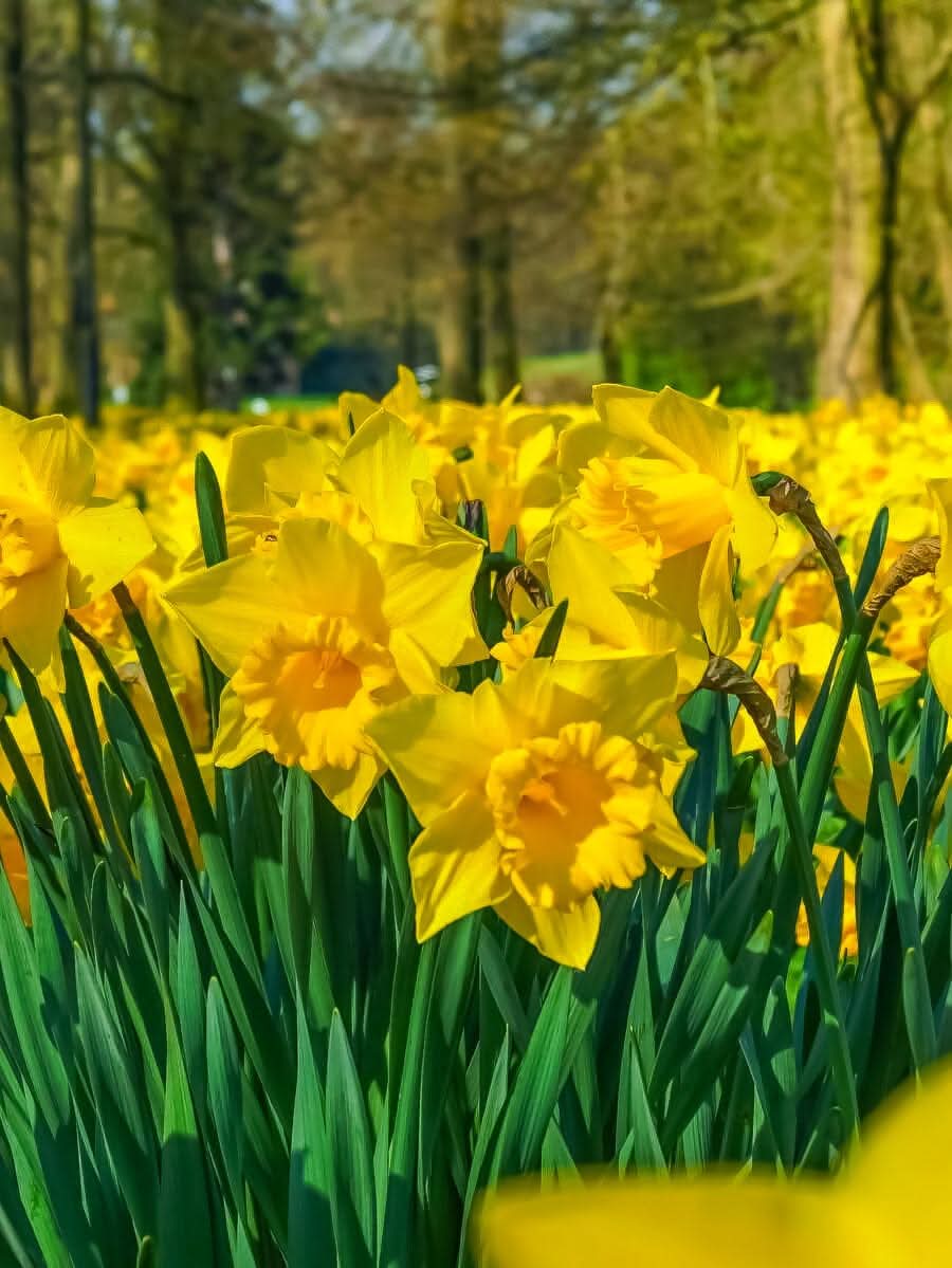 Narcissus 'Dutch Master' – Der Klassiker unter den Narzisse