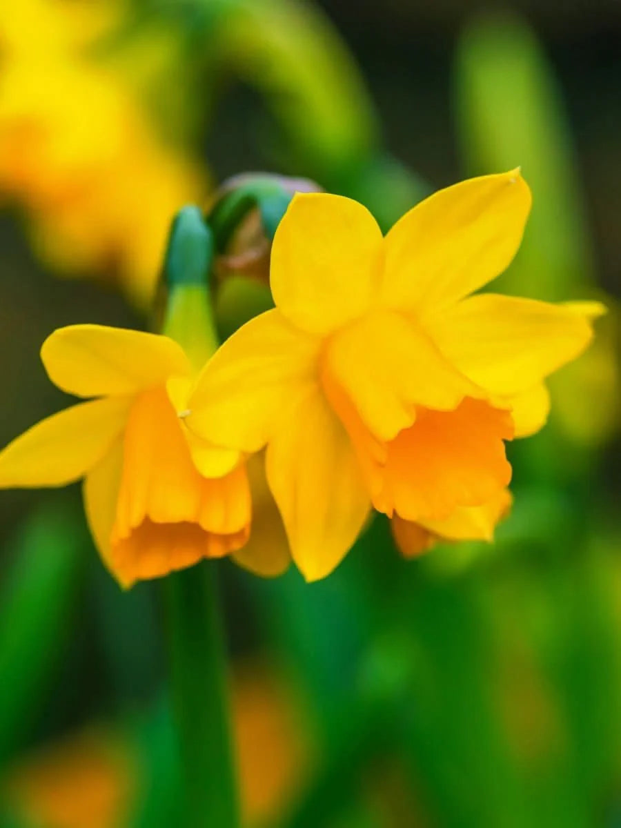 Narcissus 'Tête-à-Tête' – Der Mini-Narziss für leuchtende Frühlingsmomente