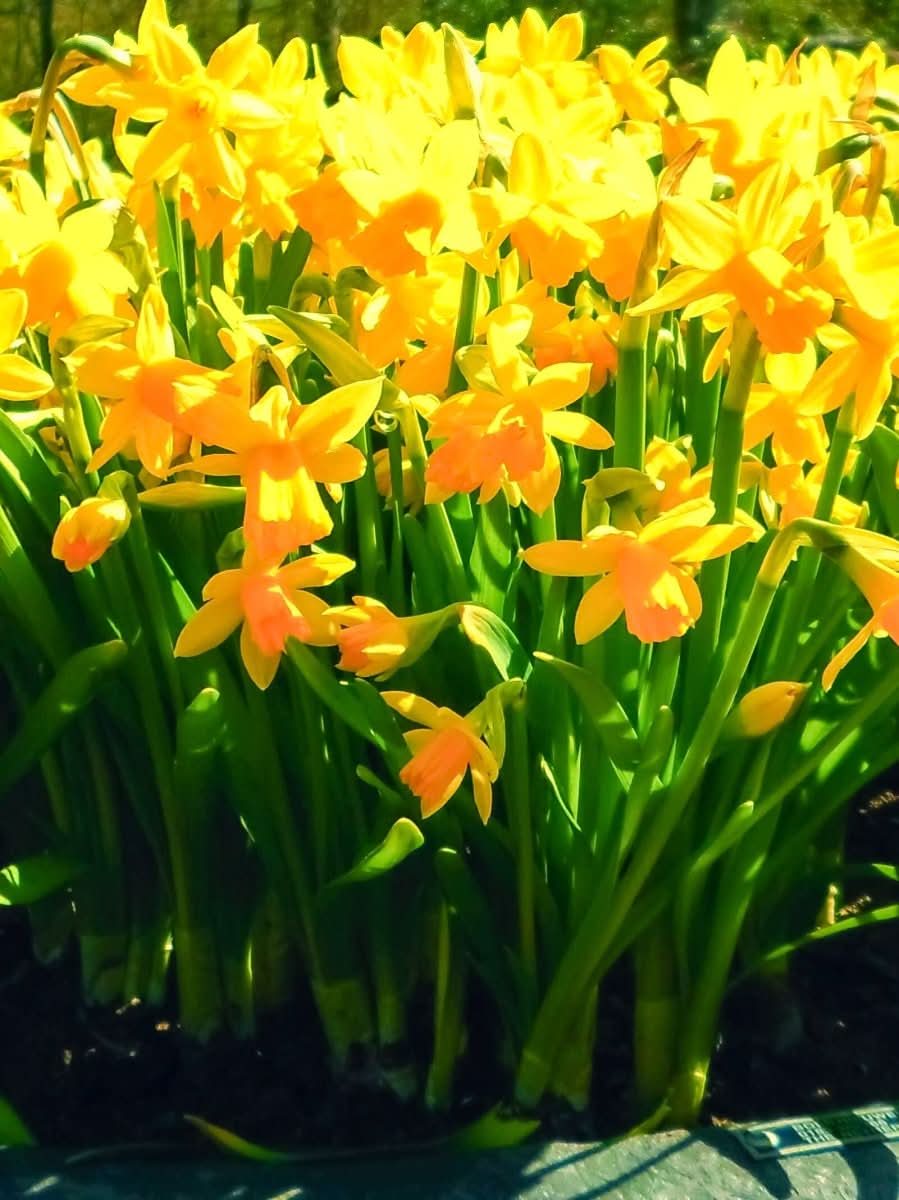 Narcissus 'Tête-à-Tête' – Der Mini-Narziss für leuchtende Frühlingsmomente