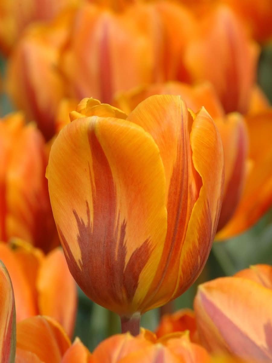 Tulpe 'Prinses Irene' – Die königliche Triumph-Tulpe