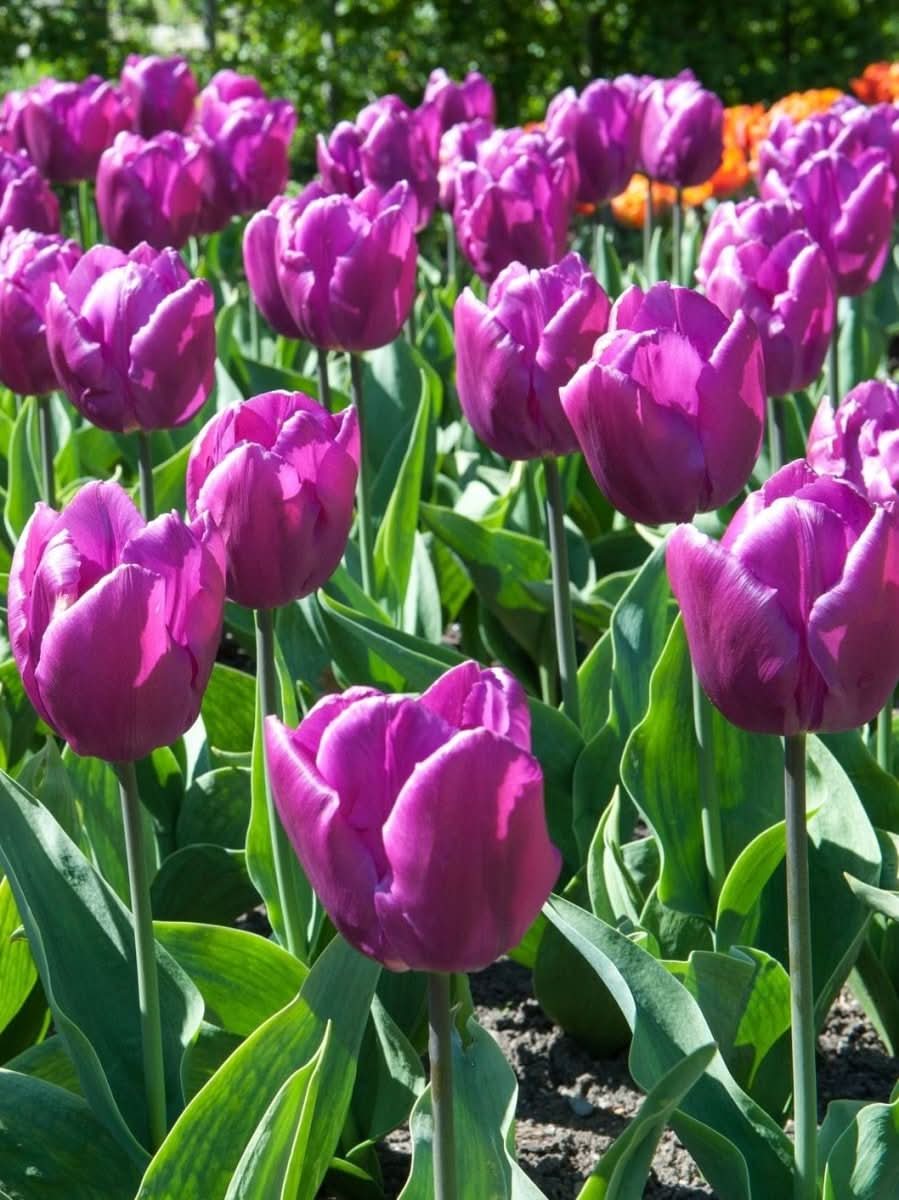 Tulpe 'Negrita' – Die edle Triumph-Tulpe