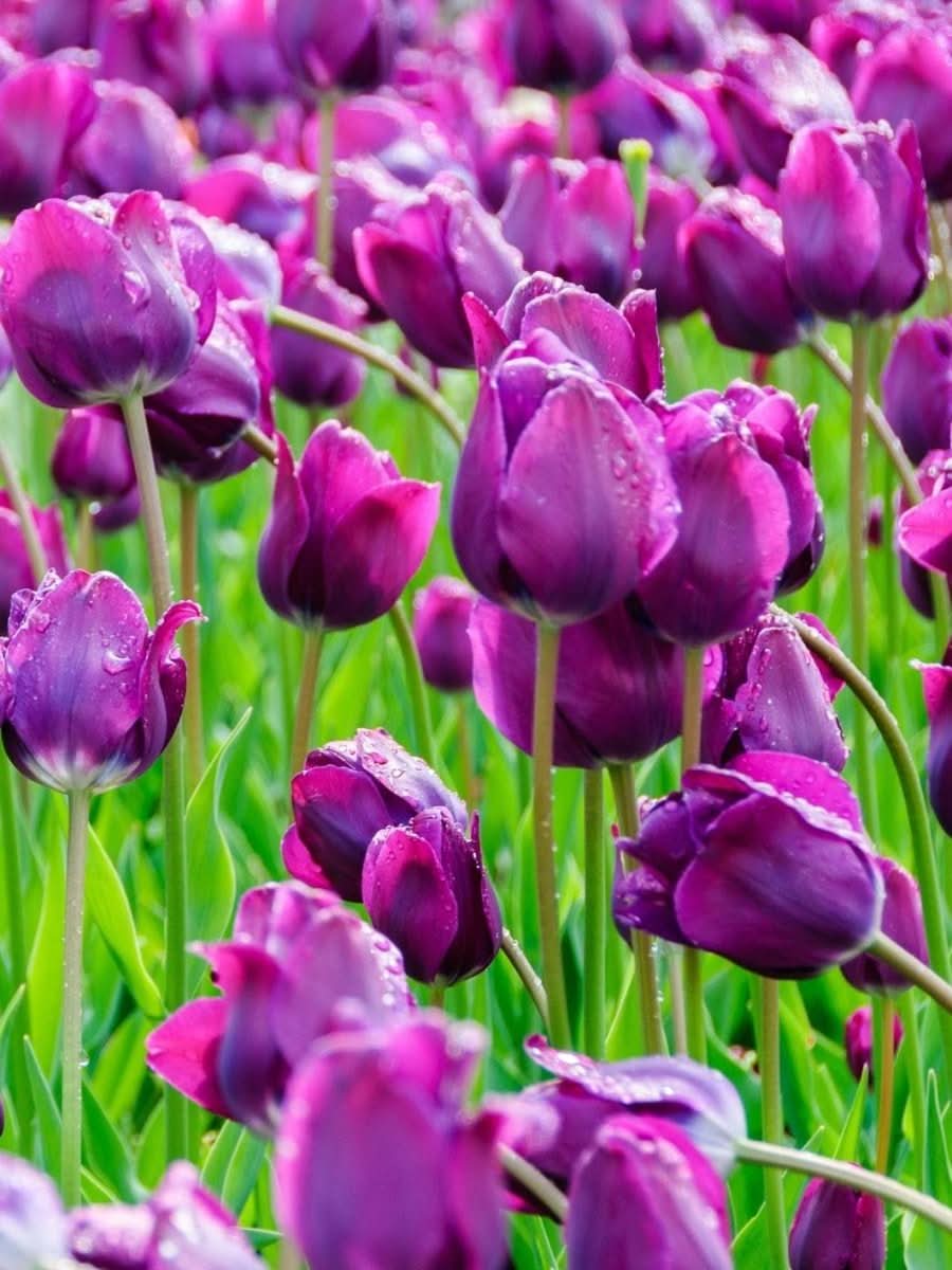 Tulpe 'Negrita' – Die edle Triumph-Tulpe