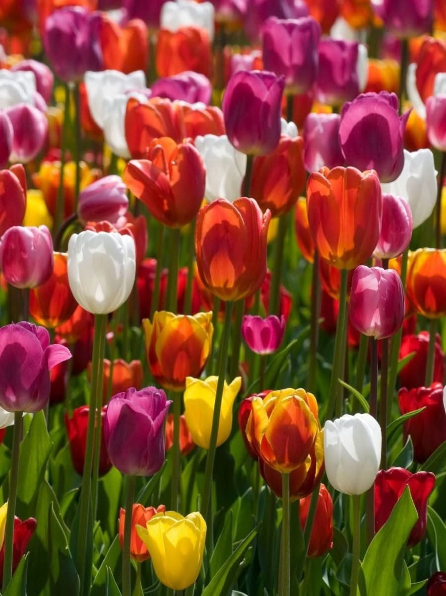 Tulpe 'Triumph Mixed' – Ein Frühlingsfeuerwerk in deinem Garten