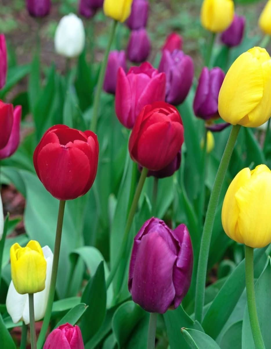 Tulpe 'Triumph Mixed' – Ein Frühlingsfeuerwerk in deinem Garten