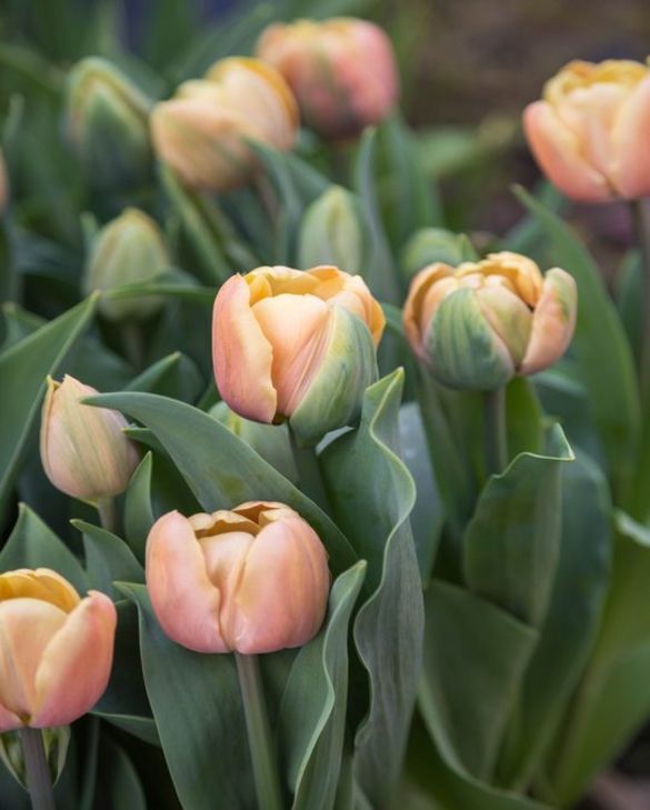 Tulpe – La Belle Époque