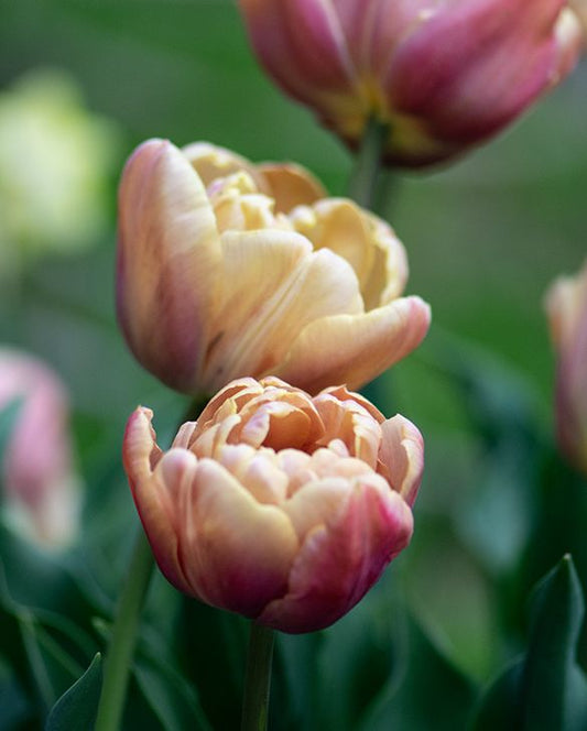 Tulpe – La Belle Époque