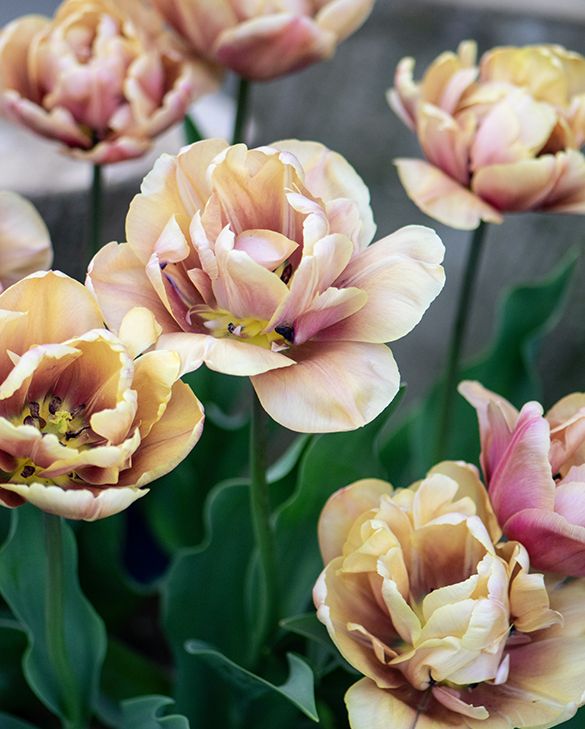 Tulpe – La Belle Époque
