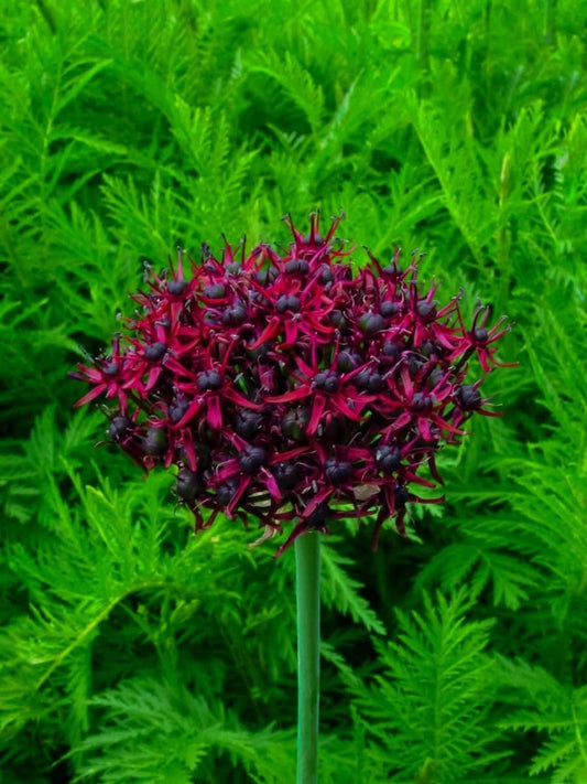 Allium atropurpureum – Tiefdunkler Zierlauch