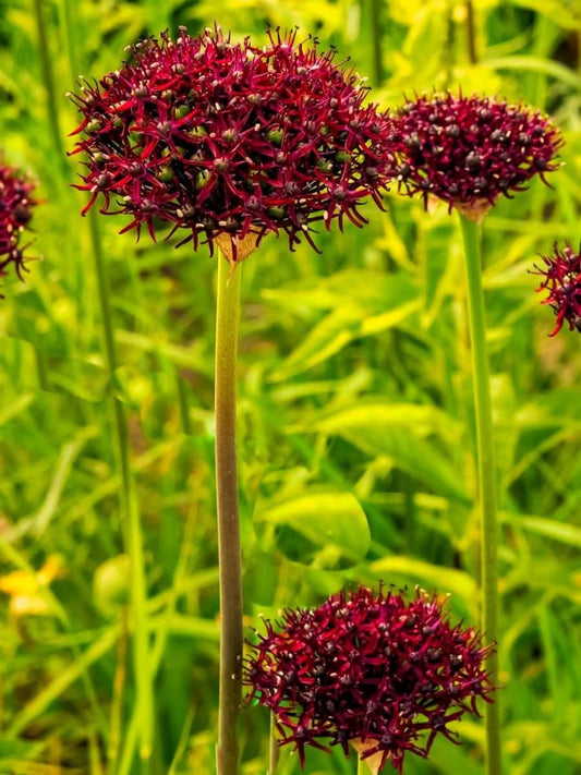 Allium atropurpureum – Tiefdunkler Zierlauch