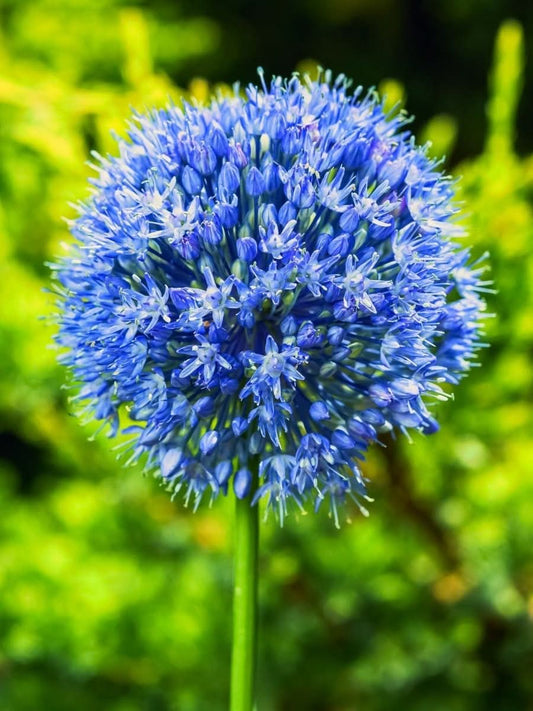 Allium azureum – Der himmelblaue Lauch