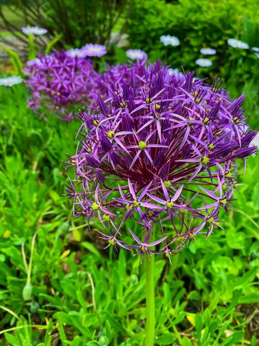 Allium christophii – Der „Star of Persia“