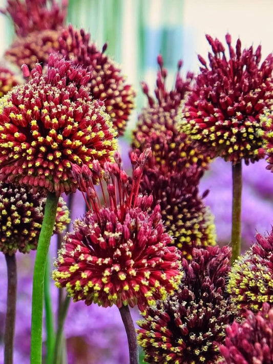Allium 'Forelock' – Der „Haarschopf“ unter den Zierlaucharten