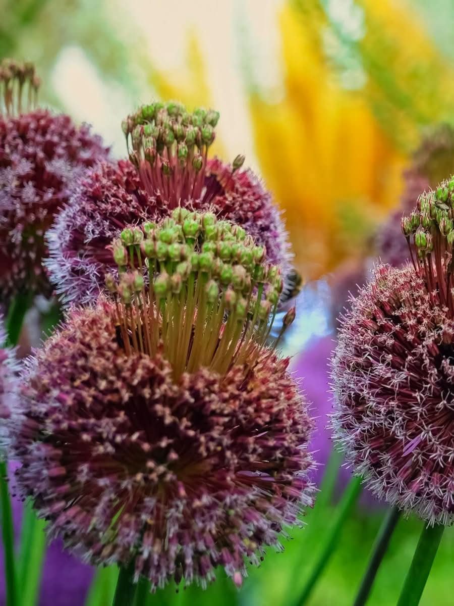 Allium 'Forelock' – Der „Haarschopf“ unter den Zierlaucharten