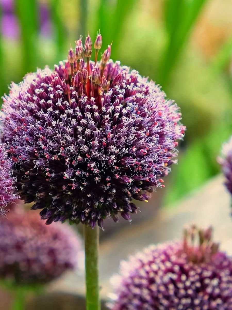 Allium 'Forelock' – Der „Haarschopf“ unter den Zierlaucharten