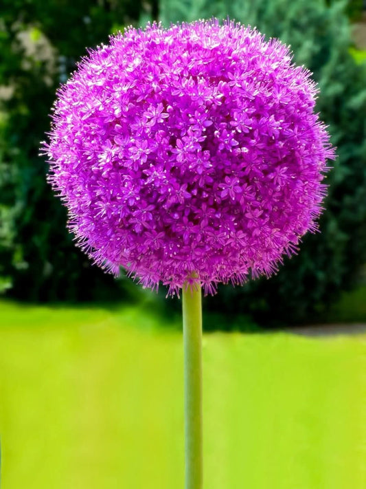 Allium 'Globemaster' – Der majestätische Riesenlauch