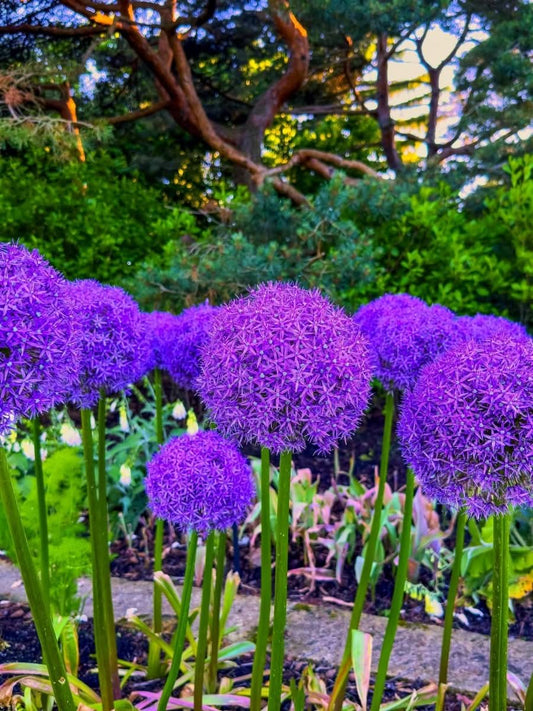 Allium 'Globemaster' – Der majestätische Riesenlauch