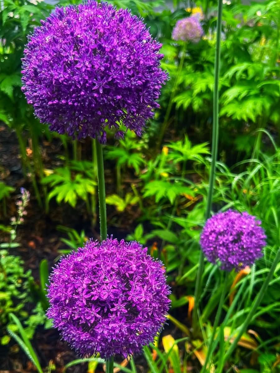 Allium 'Globemaster' – Der majestätische Riesenlauch