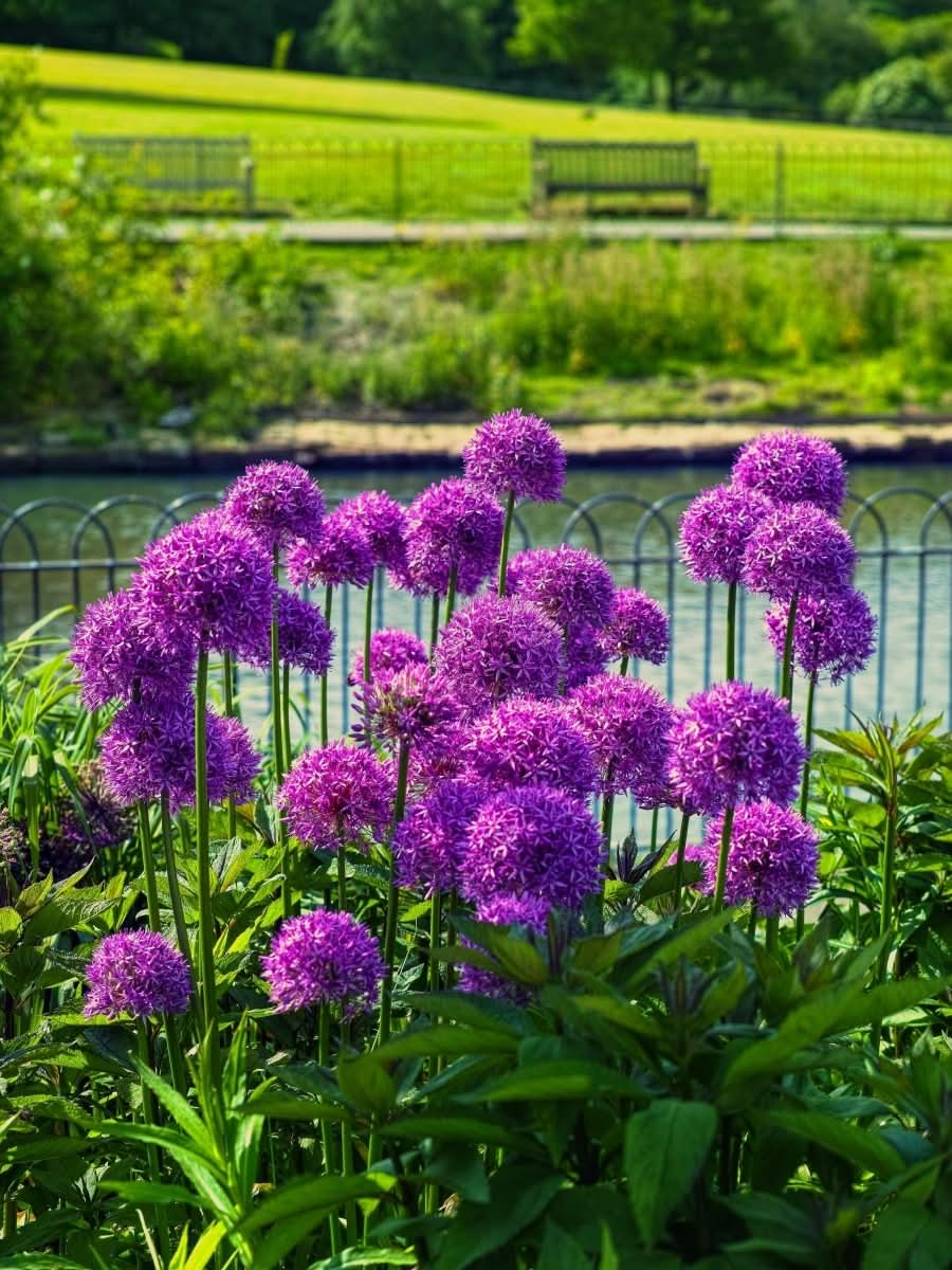 Allium 'Globemaster' – Der majestätische Riesenlauch